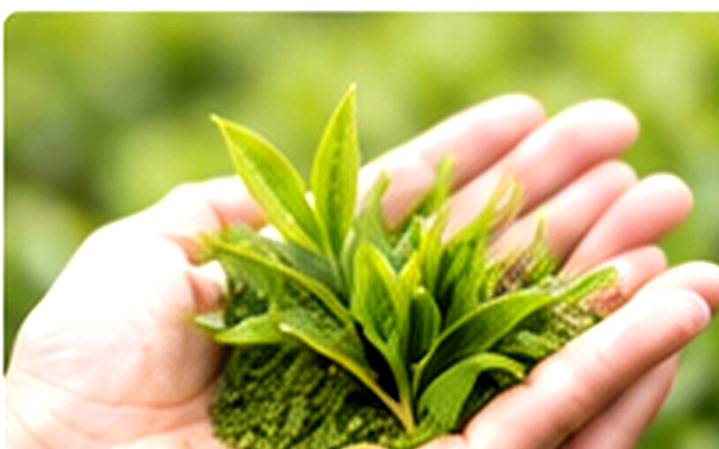 Tea product planning